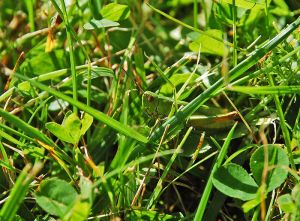 Camouflage - grasshopper in grass